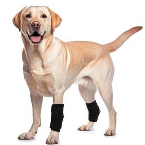 lot 12357 image: ROZKITCH Dog Knee Brace for Black Rear Front Legs Anti Licking Chewing L (Used)