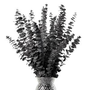 lot 8448 image: Black Eucalyptus Stems Halloween Preserved Dried Eucalyptus Plant,20Pcs