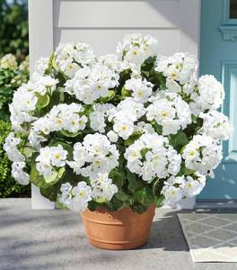lot 3622 image: Fake Geraniums Artificial Flowers for Outdoors Outside, 6 Bundles White Silk Geraniums Fake Flowers Plants Realistic UV Resistant Faux Flowers for Outdoor Planters Garden Balcony Yard Porch Indoor