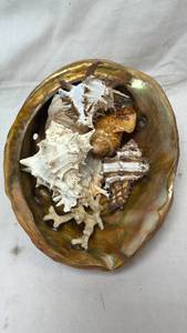 lot 53 image: Seashell Collection in an Abalone Shell