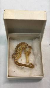 lot 65 image: Seahorse Specimen in Presentation Box
