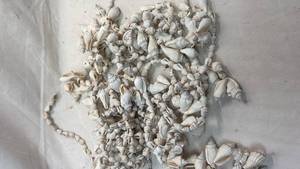 lot 241 image: Lot of 20 Seashell Strands (around 13 each)