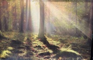 lot 327 image: Forest Landscape Canvas Print 35.5 x 23.5 inches