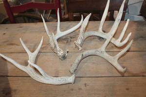 lot 2598 image: Deer Antlers