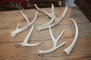 lot 2599 image: Deer Antlers