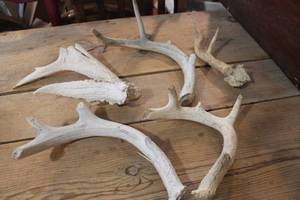 lot 2600 image: Deer Antlers
