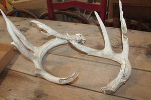 lot 2601 image: Deer Antlers