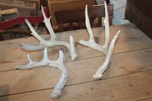 lot 2602 image: Deer Antlers
