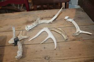 lot 2603 image: Deer Antlers