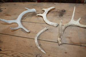 lot 2604 image: Deer Antlers
