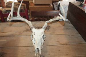 lot 2605 image: Deer Antlers and Skull