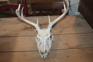lot 2606 image: Deer Antlers and Skull