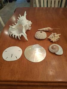 lot 1179 image: Seashell Collection
