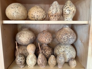 lot 88 image: Gourds Cut and Ready for YOUR Fall Projects In a Tote w Lid