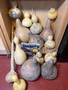 lot 88B image: Un-Cut Gourds Includes a Crafting Idea Book
