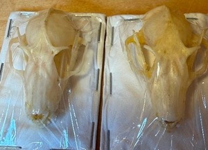 lot 121 image: Bat Skulls (2)