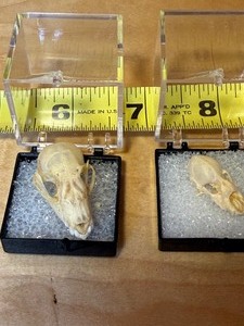 lot 122 image: Bat Skulls