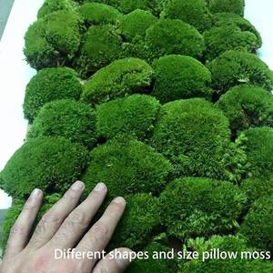 lot 11859 image: Prefleur Preserved Pole Moss Pillow Bun Cushion Natural Green Decorative Real Natural Green DIY Kit Terrariums Gardenning Art Wall Decor Florist Decor Easter Table Wedding(1.5 sq.ft, Green-B)