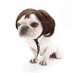 lot 12081 image: Qiansail Funny Pet Wig Halloween Pet Wigs Cat Cosplay Costume Head Wear Accessories for Small Medium and Large Dogs