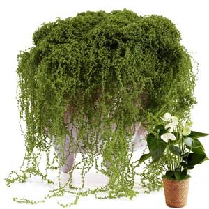 lot 20021 image: 100g Realistic Faux Moss for Indoor Potted Plants and Crafts - Natural Green Fake Moss Decor, Multi-Use Craft Moss for DIY Terrariums, Fairy Gardens and Table Centerpieces, Home Decor Essential