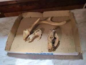 lot 440 image: Animal Skull and Antler Specimens Lot - 2 Skulls and 1 Shed Antler