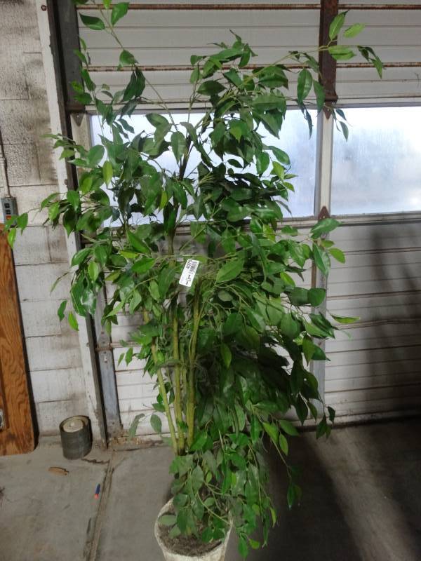 lot 4075 image: Faux tree.