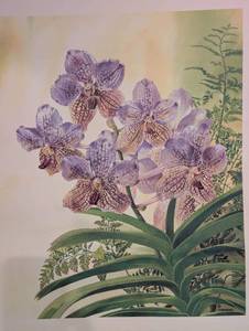 lot 1004 image: Vanda Hilo Princess Alice Limited Edition Print by Josette Gourley&nbsp