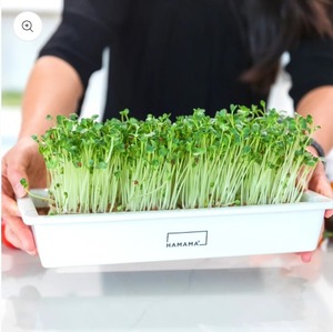 lot 30 image: $58 Hamama Ceramic Microgreen Grow Tray..&nbsp&nbspGrow your own Vegetables Great to do with the Kids