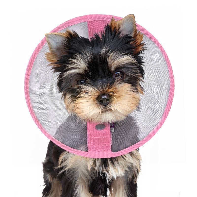 lot 18026 image: Soft Elizabethan Collar for Small Dogs 2-20 lbs, Comfy Recovery Cone for Post-Surgery Spay & Neuter, Lightweight Breathable Neck Collar to Stop Licking for Teacup Puppies & Yorkies, M - Retail $21