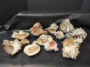 lot 270 image: Seashell Collection