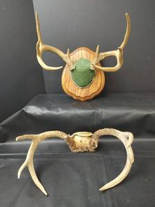 lot 367 image: Deer Antler Rack on Wood Plaque and Unmounted