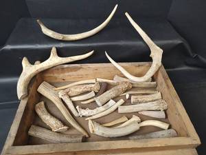 lot 782 image: Antlers
