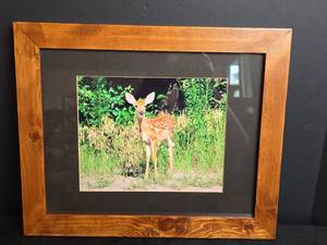 lot 564 image: Framed Photograph Pine Village Fawn by Bob Stucky 7-15-2019 (Moundridge Ks)