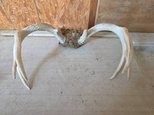 lot 2040 image: Deer Antlers  with Taxidermy Mount Base