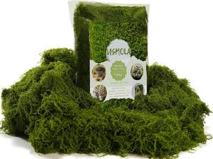 lot 8778 image: USMOLA 3.5OZ Fake Moss for Plants - Indoor Moss for Centerpieces, Terrariums