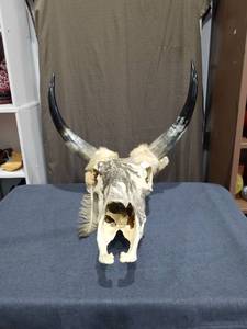 lot 1385 image: Longhorn Skull Mount with Black Horns and White Hair