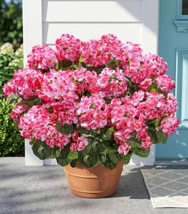 lot 3724 image: Fake Geraniums Artificial Flowers for Outdoors Outside, 6 Bundles Pink Silk Geraniums Fake Flowers Plants UV Resistant Realistic Faux Flowers for Outdoor Planters Garden Balcony Yard Porch Indoor