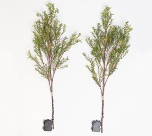 lot 1904 image: Bethlehem Lights Set of 2 Illuminated Decorative Spring Branches