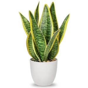 lot 6388 image: Hollyone Artificial Snake Plant Potted Faux Sansevieria Trifasciata Plants, 13 Tropical Fake Plants in White Pots for Home Office Room Indoor Decor Housewarming Gifts