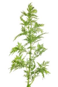 lot 6117 image: Sherwoods Seeds Sweet Annie Artemisia Annua Flower Seeds