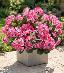 lot 1205 image: Artificial Geranium Fake Flowers for Outdoors Decoration, 6 Bundles Silk Geraniums Pink Flower UV Resistant Look Real Faux Plants for Outside Planter Front Door Garden Porch Patio Balcony Yard Home