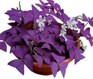 lot 6445 image: Oxalis Triangularis 10 Bulbs - Purple Shamrocks Lucky Lovely Flowers Bulbs Grows Indoor or Outdoor
