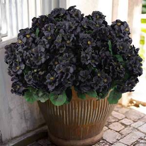 lot 19700 image: Hananona 6 Pcs Artificial Geranium Flowers for Outdoors Geranium Silk Flowers Outdoor UV Resistant Garden Plants Faux Black Flower for Home Kitchen Halloween Table Centerpieces Decor (6, Black)