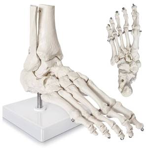 lot 20041 image: NEW HORIZON Life Size Medical Human Foot Ankle Model, Anatomy Foot Skeleton Model WTibia Fibula, Right, Fully Articulated, Human Skeleton Model for Artificial limbs for medical instruction purposes