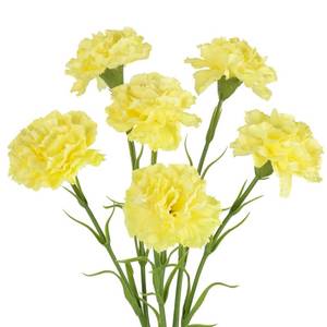 lot 2102 image: IPOPU Carnations Artificial Flowers,6PCS Real Touch Faux Yellow Carnations 20 Fake Silk Flowers Bulk for Wedding Bouquet Party Table Centerpieces Home Decor (Yellow)