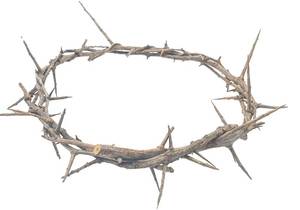 lot 5309 image: Jerusalem Authentic Biblical Lifesize Real Crown of Thorns with Box & Zuluf Certificate  Religious Easter Wreath Home D�cor Tree Topper  Jesus Christ Wall Decor Christmas Christian Gifts HLG214