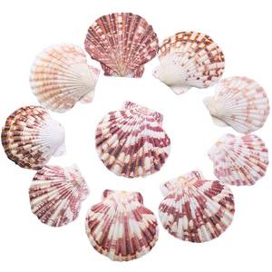 lot 2217 image: 50 pcs Scallop Seashells 2-3 Inch Pink Natural for DIY and Baking