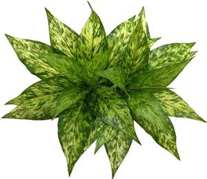 lot 4090 image: Artificial Agave Fake Plants, Faux Shrubs Grass Bushes Plant Plastic Flowers for Wedding Party Office Indoor Outdoor Room Yard Garden Greenery Leaves Decor Planter Filler Decoration Yellow 2 Pack