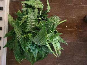 lot 621 image: Faux Boston  Fern Bush Arrangement