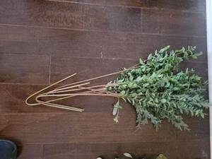 lot 625 image: Mixed Greenery Stem Bundle with Small-Leaf and Feathery Foliage